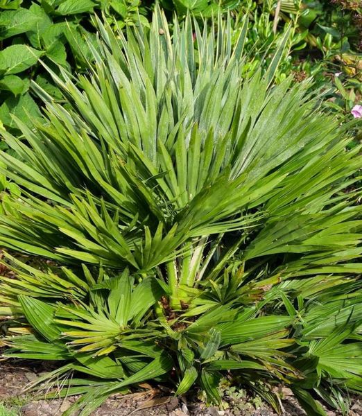 Chamaerops Humulis Vulcano 